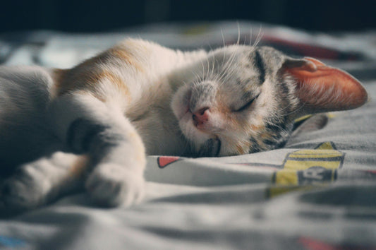 How to Keep Your Pet Entertained with Interactive Toys