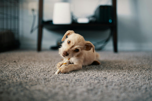 Understanding the Different Types of Pet Toys and Their Benefits