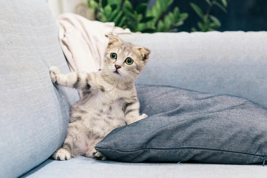 The Importance of Choosing the Right Pet Toy for Your Furry Friend