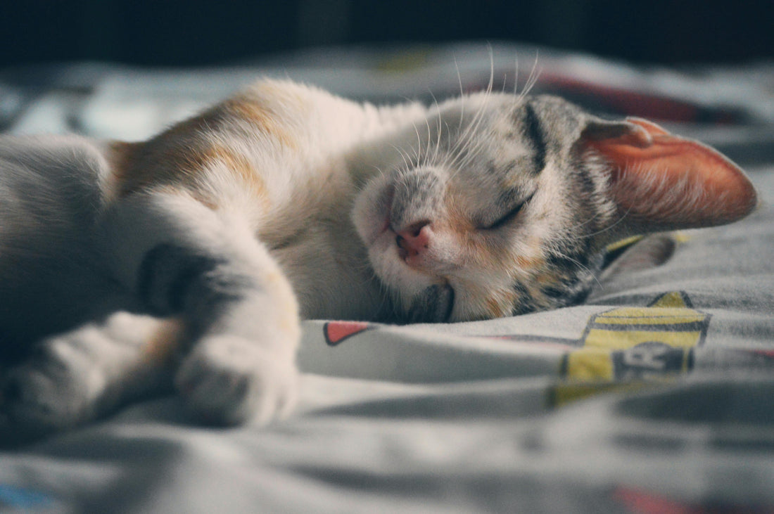 How to Keep Your Pet Entertained with Interactive Toys